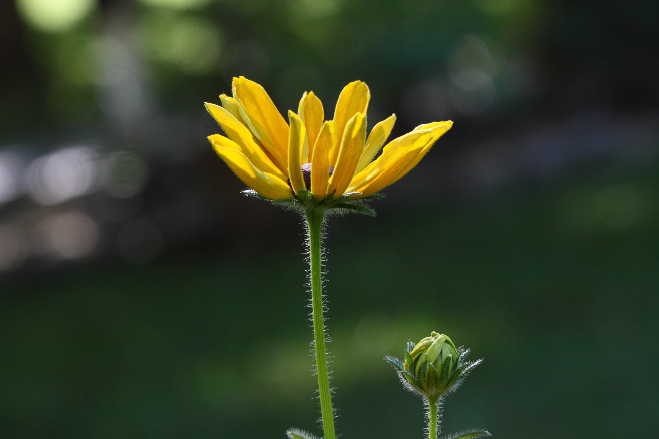 2015 06 24 HTP 000068808